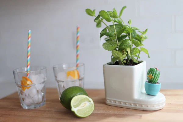 Nora Fleming Can’t Touch This Cactus Mini